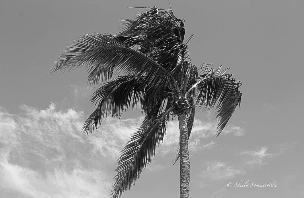 Notecard B/W ~ Palm Tree Ft Myers Beach