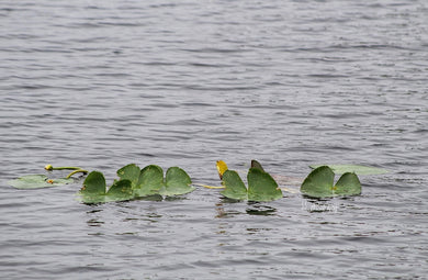 Notecard ~ Hearts in Nature #4