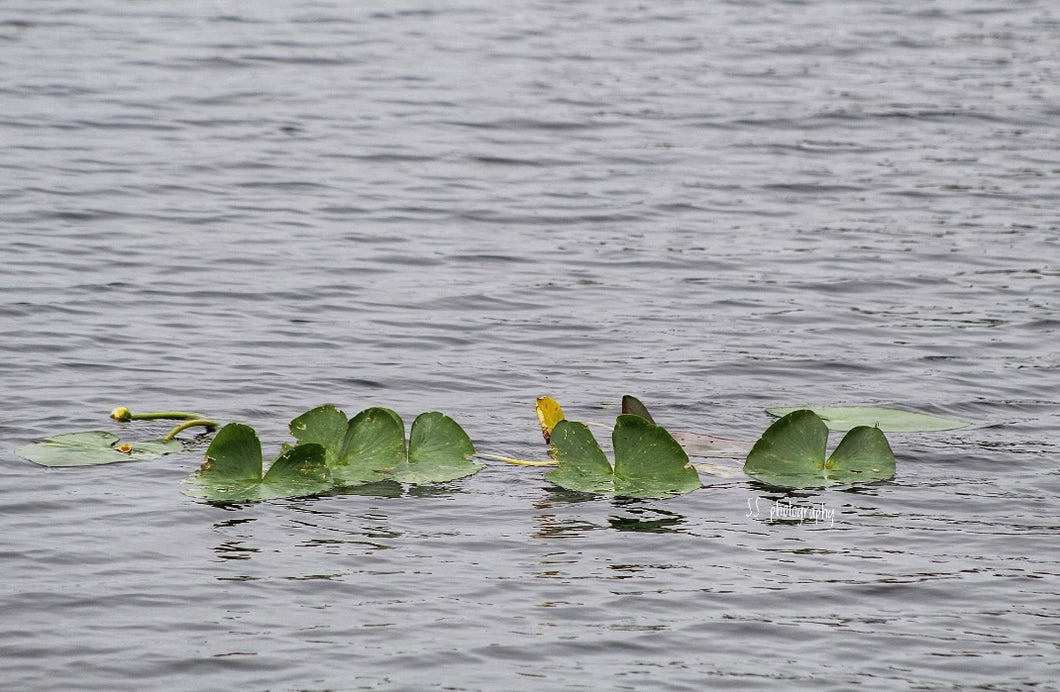 Notecard ~ Hearts in Nature #4