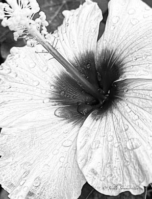 Notecard B/W ~ Flora Hibiscus