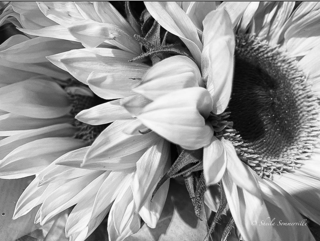 Notecard B/W ~ Flora Sunflowers