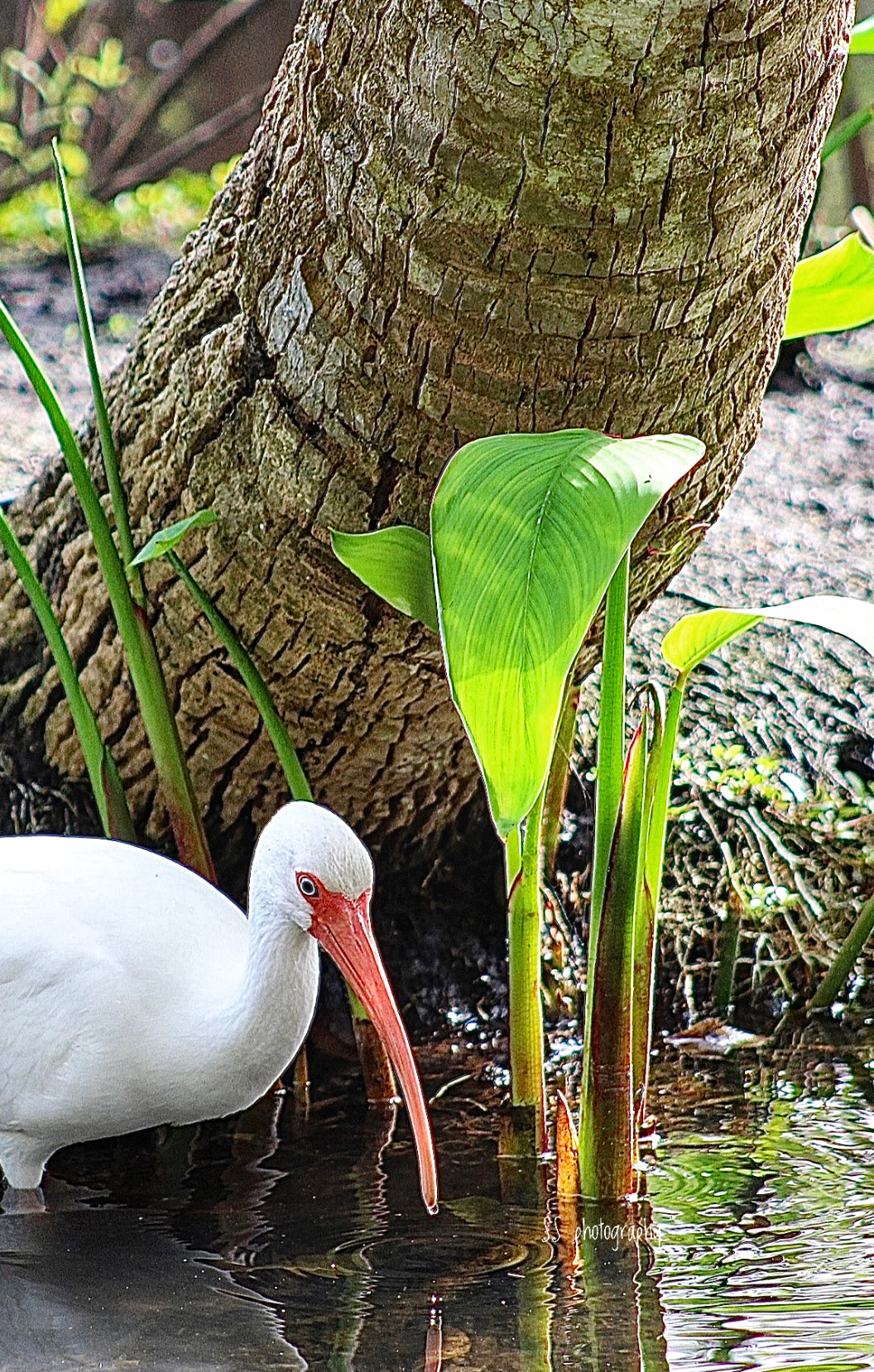 Notecard ~ Florida Bird Ibis Wonder Gardens #2