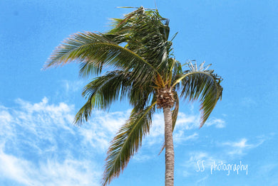 Notecard ~ Palm Tree Ft Myers Beach