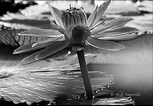 Notecard B/W ~ Flora Water Lilly