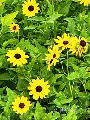 Notecard ~ Flora Swamp Sunflowers Delnor-Wiggins