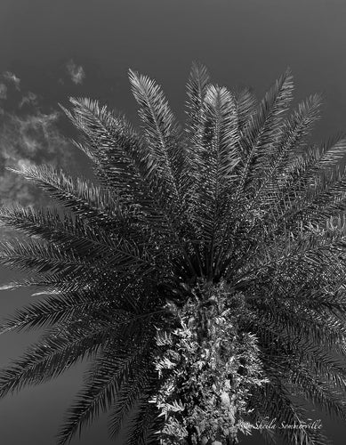 Notecard B/W ~ Palm Tree Del Webb #1