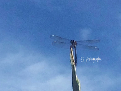 Notecard ~ Palm Tree Leaf Tip w/Dragonfly