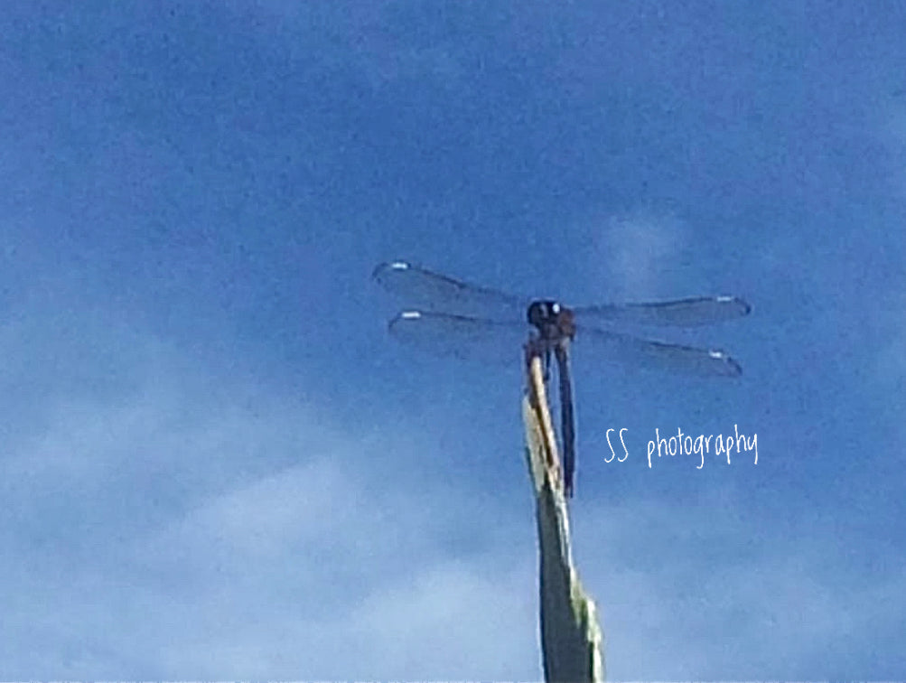 Notecard ~ Palm Tree Leaf Tip w/Dragonfly