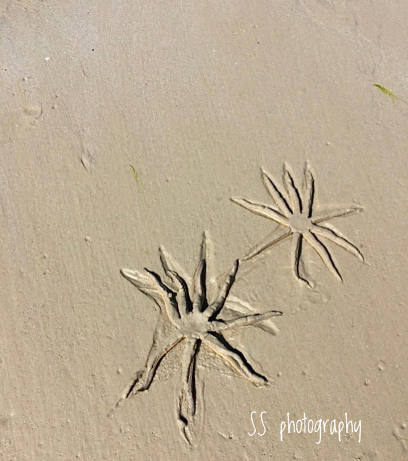 Notecard ~ Beach Starfish Ft Meyers