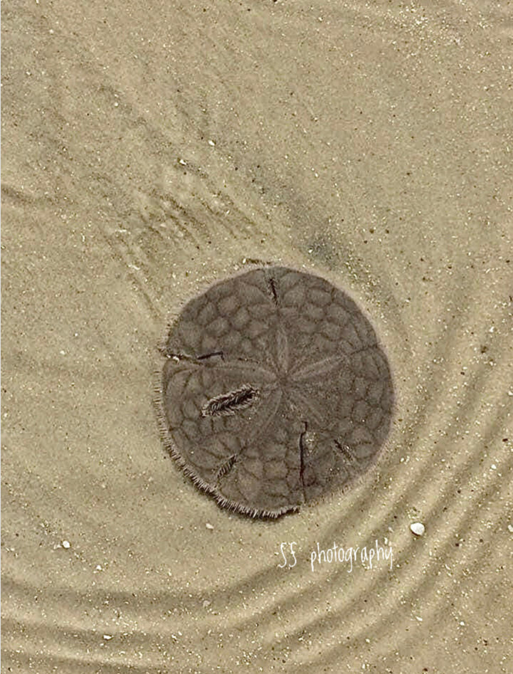 Notecard ~ Beach Sand Dollar Ft Myers Beach