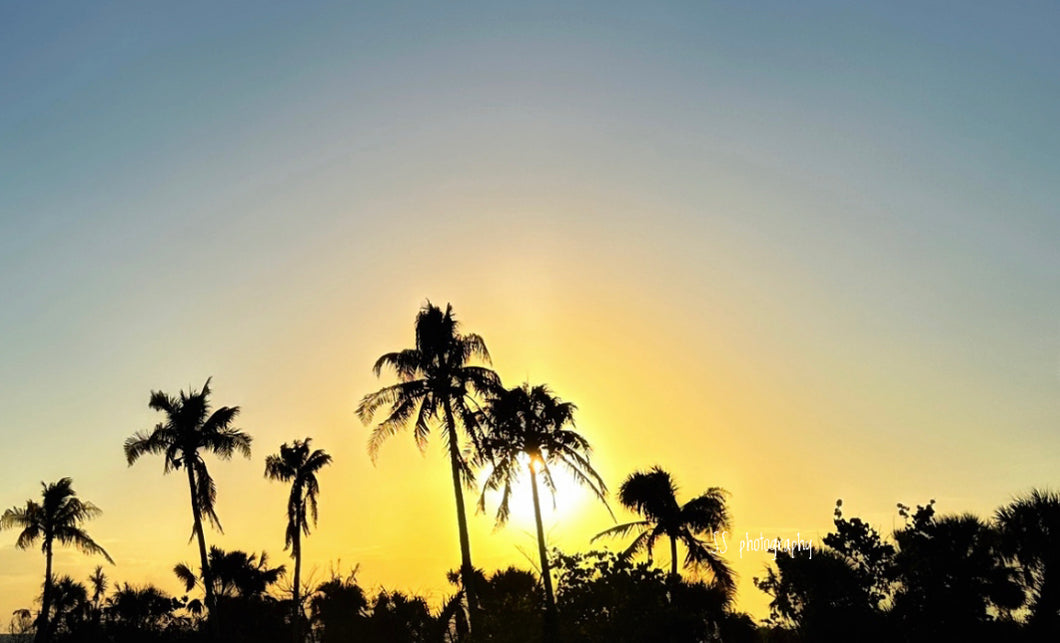 Notecard ~ Palm Tree Bowditch Beach #2