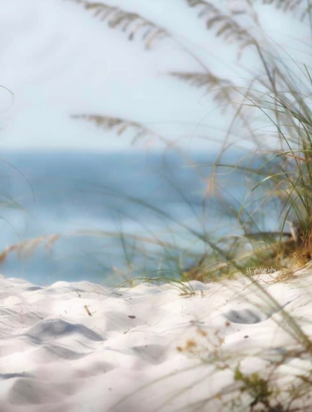 Notecard ~ Beach Sea Oats Bowditch