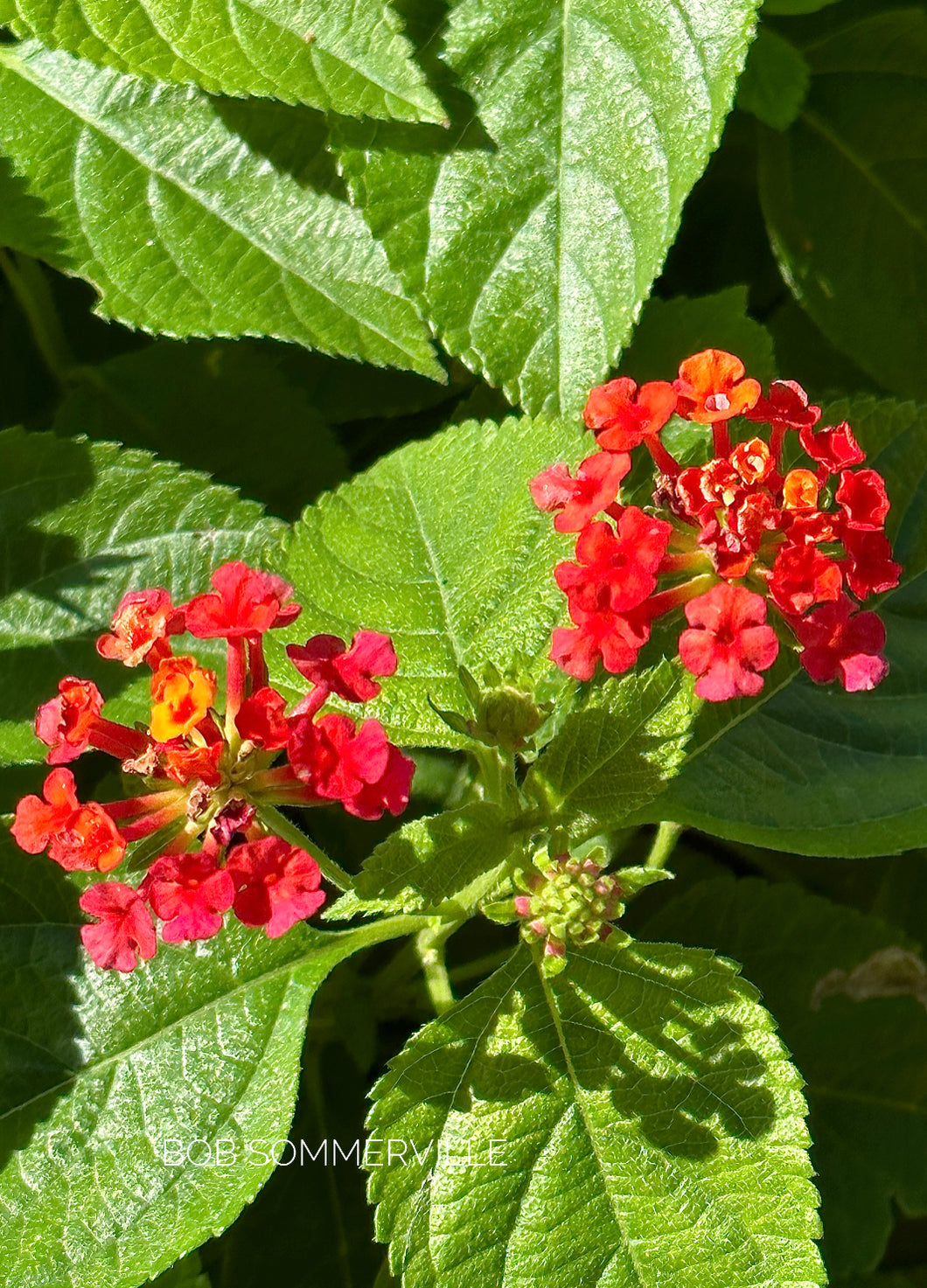 Notecard ~ Flora Lantana Del Webb