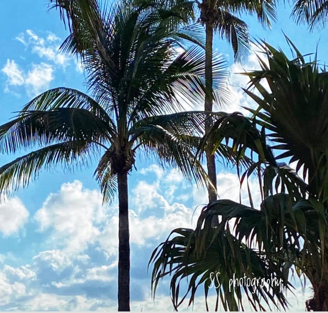 Notecard ~ Palm Tree Bowditch Beach #1