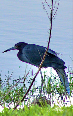 Notecard ~ Florida Bird Little Blue Heron Del Webb