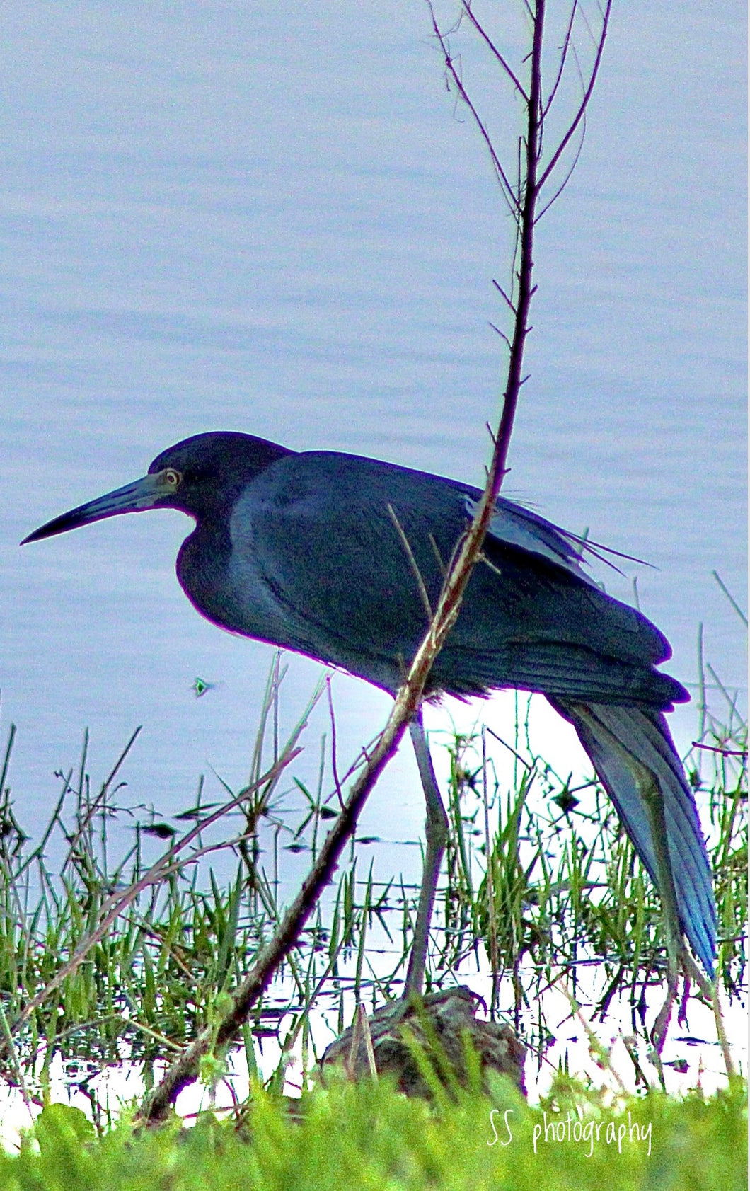 Notecard ~ Florida Bird Little Blue Heron Del Webb