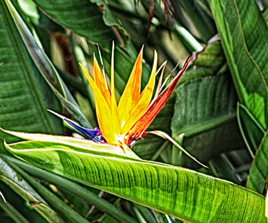 Notecard ~ Flora Bird of Paradise #2