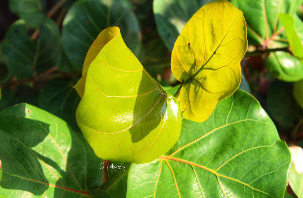 Notecard ~ Flora Sea-Grapes #1