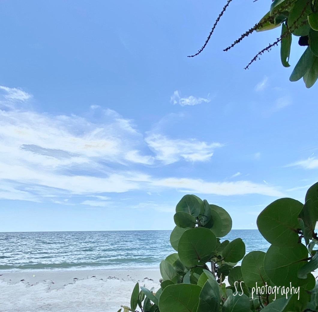 Notecard ~ Beach Sea Grapes Del-nor Wiggins