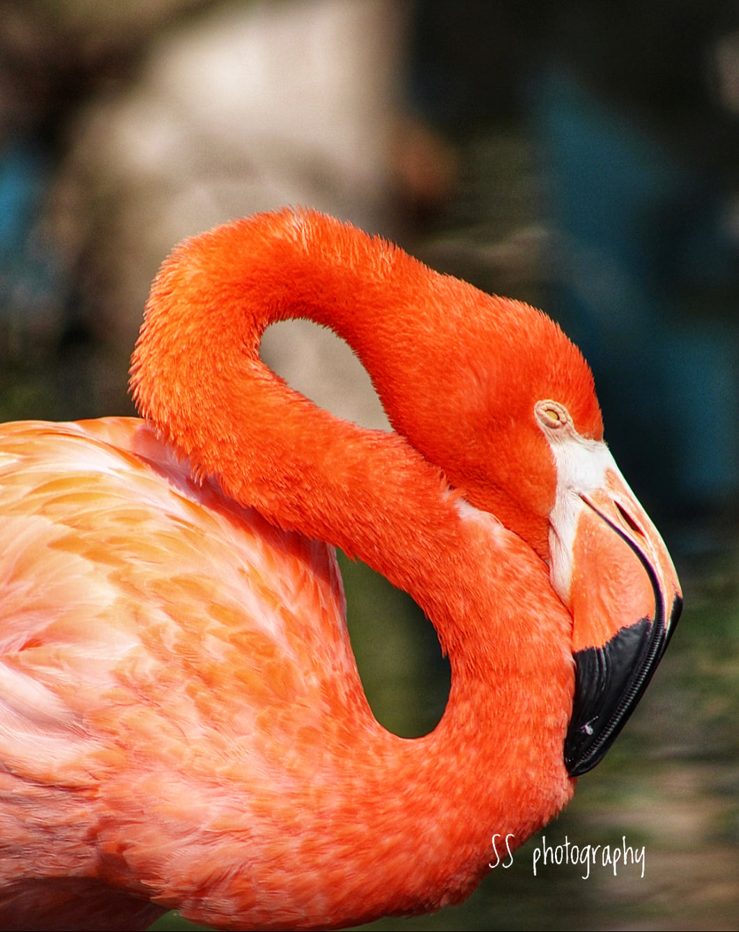 Notecard ~ Florida Bird Flamingo Wonder Gardens #1