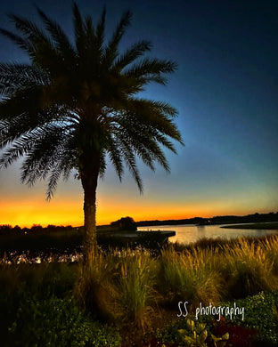 Notecard ~ Palm Tree Golf Course View #2