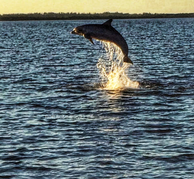 Notecard ~ Beach Dolphin