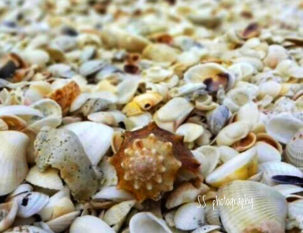 Notecard ~ Beach Shells Ft Myers