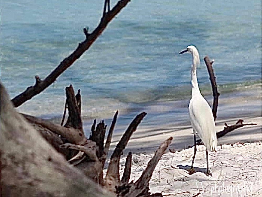 Notecard ~ Beach Egret #1