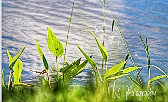 Notecard ~ Flora Pickerel Weed