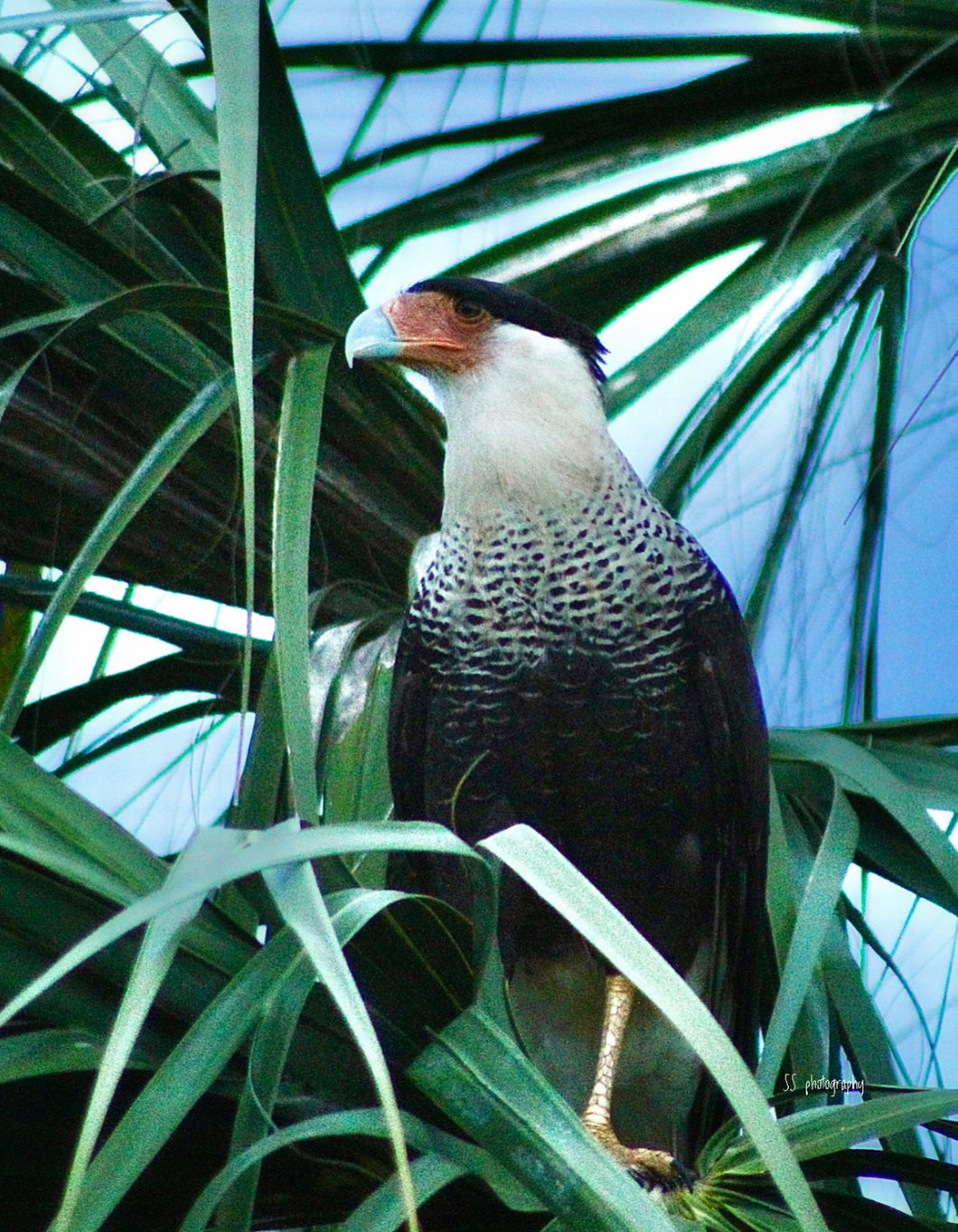 Notecard ~ Florida Bird Crested Caracara Del Webb