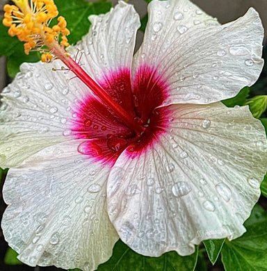 Notecard ~ Flora Hibiscus Del Webb