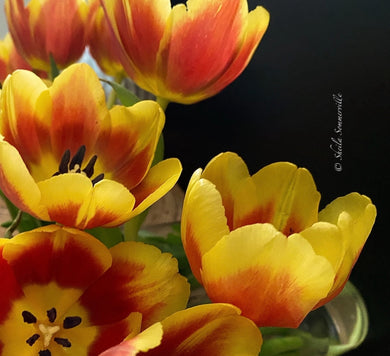 Notecard ~ Flora Tulips #1