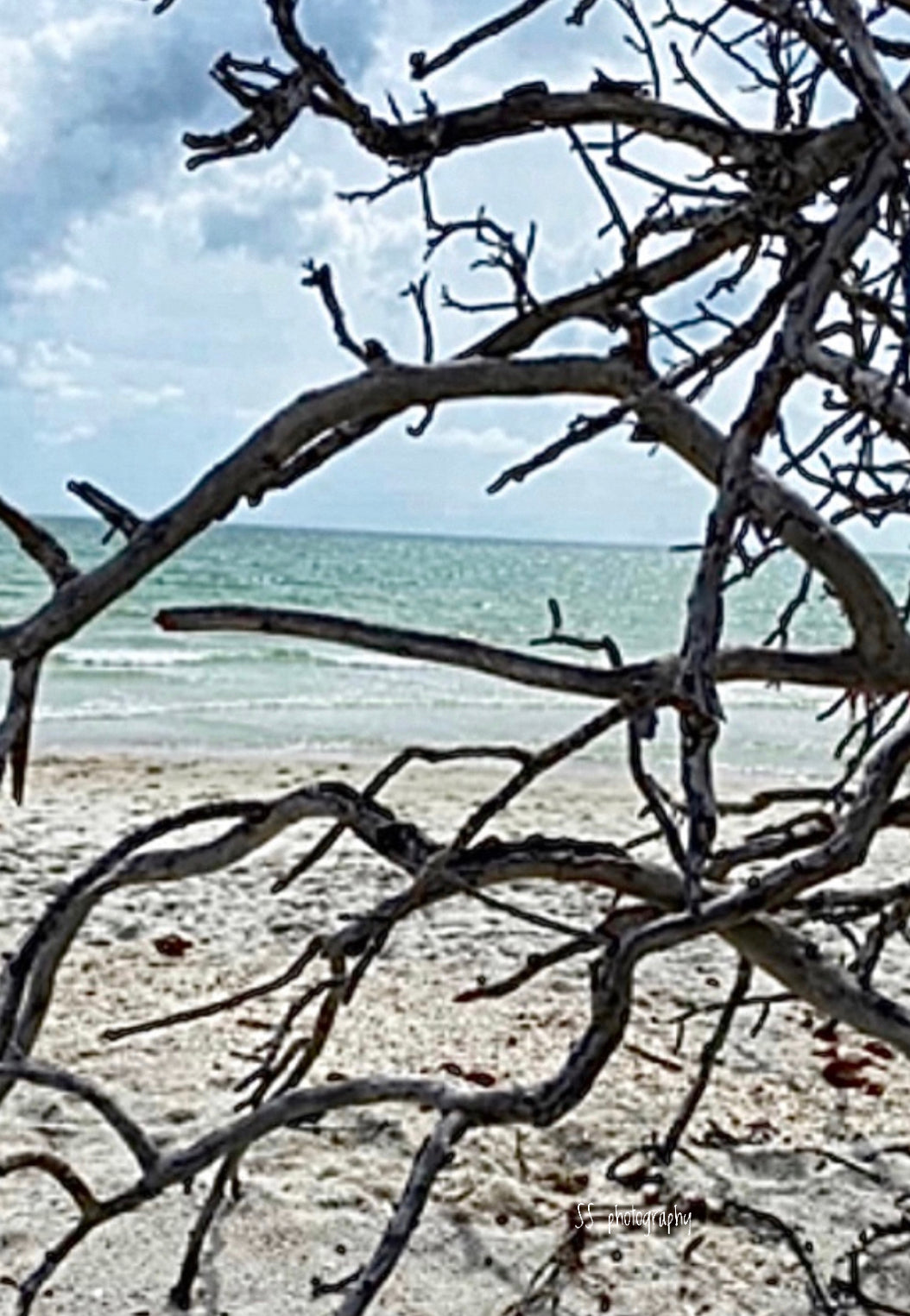 Notecard ~ Beach Delnor-Wiggins Beach Tree View