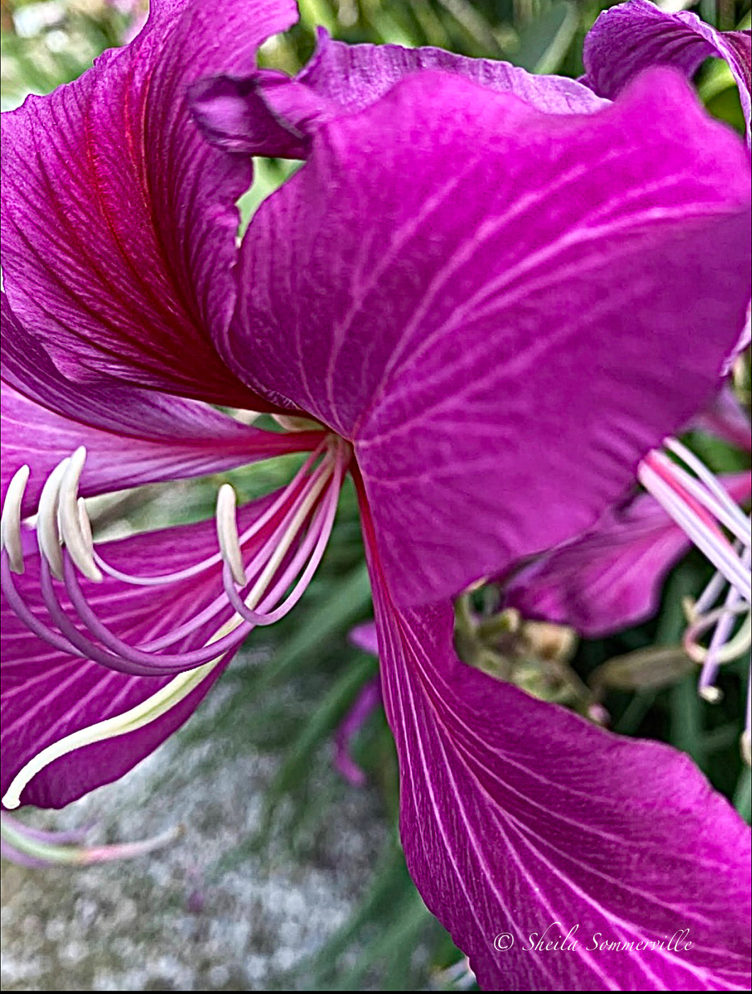 Notecard ~ Flora Orchid Naples Zoo