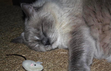 Notecard ~ Ragdoll Cat Hunter #2