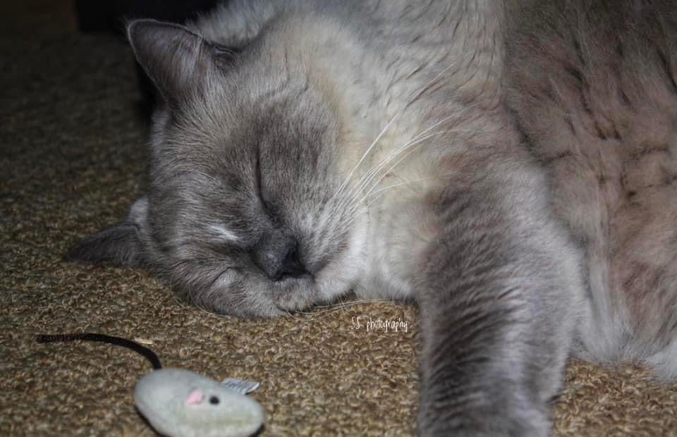 Notecard ~ Ragdoll Cat Hunter #2